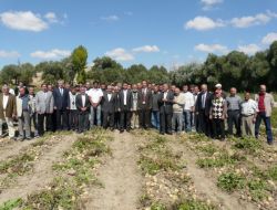 Çandır’da Patates Hasadı Törenle Başladı