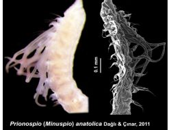 Eü Su Ürünleri Fakültesi 9 Yeni Canlı Türü Keşfetti