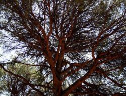 Kozak Yaylası'nda Kurumaya Başlayan Çam Fıstıklarında Ümit Işığı