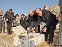 Kınalı Keklikler Doğaya Salındı, Avcılar Uyarıldı