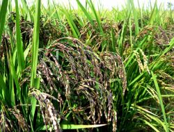 Çin’in Siyah Pirincinde İlk Hasat Yapıldı