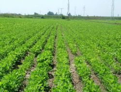 Çukobirlik:Pamuk, Soya Ve Ayçiçeği Alımlarında Avans Fiyat Uygulaması Devam Edecek!