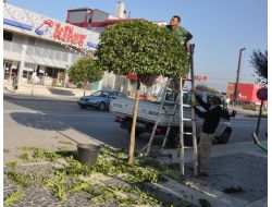 Düzce Belediyesi Ağaçları Bakıma Aldı