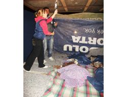 Zehirlenen Köpekler