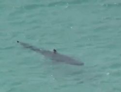 Yüzücüyü Ağır Yaralayan Köpekbalığı Kameraya Yakalandı