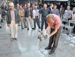 Fanatik Maymun Şımarık, Önce Banyo Sonra Çay Keyfi Yapıyor