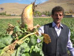 Hayvan Pancarı Üretiminde Hasat Başladı