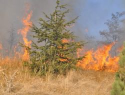 Yangın 5 Dönümlük Fidanlık Alana Zarar Verdi
