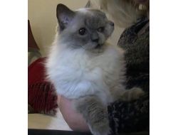 ‘iki Yüzlü’ Kedi Guinness Rekorlar Kitabı’na Girdi