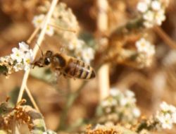 Ödemiş’e 150 Hektarlık Bal Ormanı Kuruluyor