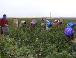 Elektrik Kesintileri Pamuğu Olumsuz Etkiledi
