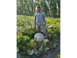 Burhaniyeli Çiftçi 50 Kiloluk Kabak Yetiştirdi