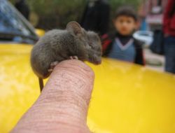 Patates Çuvalından Çıkan Yavru Fareyi Elleriyle Besliyor