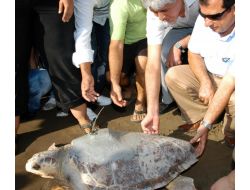 5 Caretta Carettaya Uydu Cihazı Takıldı