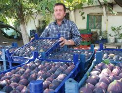 Siyah İncir Zeytine Alternatif Oldu