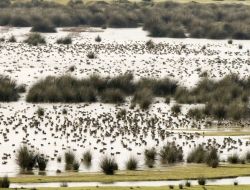 Kızılırmak’ta 10 Bin 536 Kuş Sayıldı