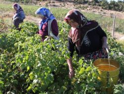 Yerli Üretici Vatandaşa Altın Çileği Ucuza Yedirecek
