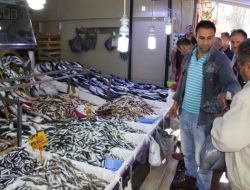 Havaların Soğumasıyla Karadeniz’de İstavrit, Barbun Ve Palamut Bolluğu