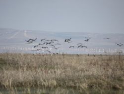 Seyfe Gölü Kuşların Uğrak Yeri Oldu