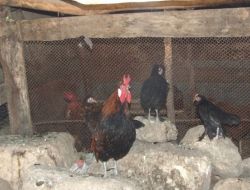 Tavukları Kıskanan Horoz, Sahibini Bile Kovalıyor