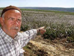 Araban'da Üreticiler Pamuk Toplayacak İşçi Bulamıyor