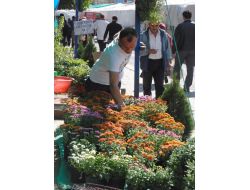 Fidanların Aşılı Olmasına Dikkat Edilmeli