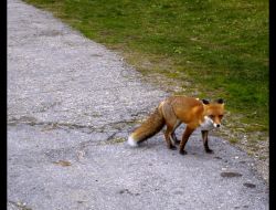 Kurnaz Tilki Okula Girdi