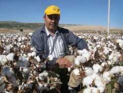 Tarım İşçilerine Çağrı: Pamuk Toplamak İsteyenler Bize Başvursun