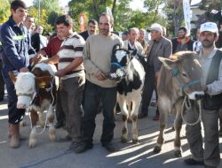 Buzağılar Güzellikte Yarıştı, Sahipleri Ödülleri Kaptı