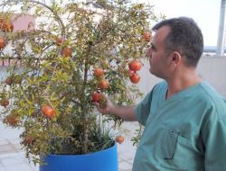 Diş Hekimi Saksıda Nar Yetiştirdi