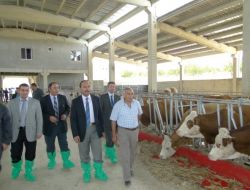 Damızlık Büyükbaş Üretimi Desteklenecek