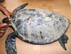 Kara Kaplumbağaları Boğularak, Deniz Kaplumbağaları Çarpma İle Ölüyor