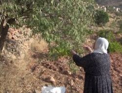 Badem Ağaçlarından Bereket Fışkırıyor