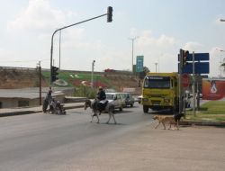 Eşek Sahibinin Işık Hassasiyeti