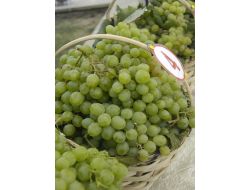 Ev, Lokum Ve Safrandan Sonra Safranbolu Sirkesi De Marka Olma Yolunda