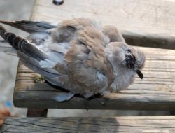 Kedi Saldırısına Uğrayan Yaralı Kumruya Sahip Çıktı