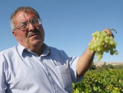 Bağındaki Üzümlerin Bir Kısmını Hayrat İçin Dalında Bırakıyor