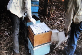 Operasyon sırasında arı soktu