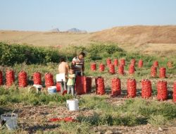 Kışlık Soğan Ve Patatesler Depolanmaya Başlandı