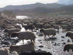 Şırnak Ve Çevresindeki Göçerler Yuvalarına Döndü