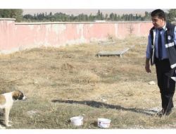 Bakanlıktan Sokak Hayvanları İçin Su Kabı