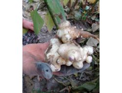 Yer Elması Sezonu 1,5 Liradan Açtı