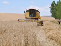 Yerköy’de 500 Bin Dekarlık Alanda Hububat Ekilecek