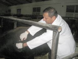 Hayvan Sevkiyatında Denetimler Sıkı