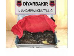 Diyarbakır’da 40 Kilo Esrar Ele Geçirildi