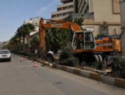 Refüjlerdeki Palmiye Ağaçları Sökülüyor