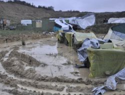 Özel - Zehirlenen Köpekler Şimdi De Balçıkla Cebelleşiyor