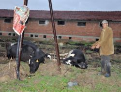 Elektrik Akımına Kapılan İnekler Telef Oldu