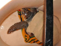 Yaralı Bulunan Dev Caretta Caretta Tedavi Altına Alındı