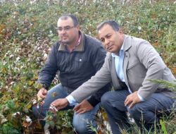 Ege Pamuklarını Su Bastı, Zarar 10 Milyon Lira